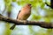 Chaffinch bird, bird on branch.