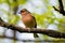 Chaffinch bird, bird on branch in the Park.