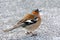 Chaffinch bird in the city, wild animals are migratory.