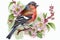 Chaffinch bird with pink apple tree flowers Watercolor Background