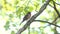 Chaffinch bird sings sitting on a birch branch in the park.