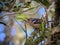 Chaffinch bird is sitting on a branch on a tree among leaves.