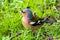 Chaffinch bird, wild animals.