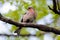 Chaffinch bird, wild birds in the summer.