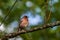 Chaffinch, a bright bird, sings among the green foliage.