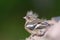 Chaffinch chick