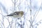 Chaffinch female bird, Fringilla coelebs, foraging in snow, beautiful cold Winter setting