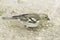 Chaffinch female / Fringilla coelebs