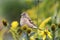 Chaffinch female portrait