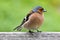 Chaffinch on fence