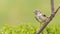 Chaffinch fledgling