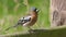 Chaffinch with flys in beak
