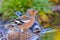 Chaffinch, Forest Pond, Mediterranean Forest, Spain