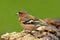 Chaffinch (Fringilla coelebs)