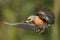 Chaffinch (Fringilla coelebs) in Flight