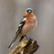 Chaffinch (Fringilla coelebs), male