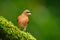 Chaffinch, Fringilla coelebs, orange songbird sitting on the nice green lichen tree branch with, little bird in nature forest habi