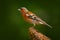 Chaffinch, Fringilla coelebs, orange songbird sitting on the nice green lichen tree branch with, little bird in nature forest habi