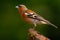 Chaffinch, Fringilla coelebs, orange songbird sitting on the nice lichen tree branch with. Chaffinch little bird in nature forest