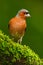 Chaffinch, Fringilla coelebs, orange songbird sitting on the nice lichen tree branch with, little bird in nature forest habitat