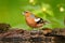 Chaffinch, Fringilla coelebs, orange songbird sitting on the nice lichen tree branch with, little bird in nature forest habitat, c