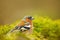 Chaffinch, Fringilla coelebs, orange songbird sitting on the nice lichen tree branch with, little bird in nature forest habitat, c
