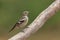 Chaffinch Fringilla coelebs sitting on a twig.