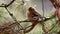 Chaffinch, Fringilla coelebs, song bird, perched on a pine branch back lit churping during autumn in scotland.