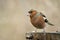 Chaffinch Fringilla coelebs on the winter bird feeder