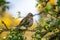 Chaffinch juvenile posing on a branch