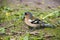 Chaffinch male