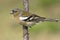 Chaffinch male / Fringilla coelebs