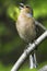 Chaffinch male / Fringilla coelebs