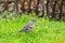 Chaffinch passerine bird eating sunflower seed on grass in garden, winter in Austria, Europe