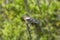 Chaffinch Perched on a Branch