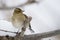 Chaffinch perched on a branch during winter, Vosges, France