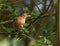 Chaffinch perched high up on a branch in a tree with green leaves and blurred background