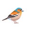 Chaffinch. Scientific name: Fringilla coelebs. Common chaffinch bird in the finch family Cartoon flat style beautiful