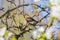 Chaffinch sits among the branches of a flowering tree