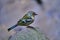 Chaffinch sitting on a stone on island Madeira