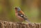 Chaffinch sitting on stump of tree in forest