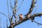 Chaffinch sitting in a tree in the spring sunlight