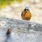 Chaffinch on a very old wooden bench