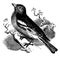 Chaffinch, vintage illustration