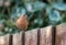 Chaffinch on a wooden fence
