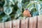 Chaffinch on a wooden fence