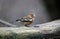 Chaffinches at a feeding site deep in the woods
