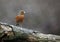 Chaffinches at a feeding site deep in the woods