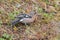 Chaffinches fringilla coelebs in Bujaruelo valley, Ordesa y Monte Perdido national park