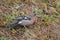 Chaffinches fringilla coelebs in Bujaruelo valley, Ordesa y Monte Perdido national park